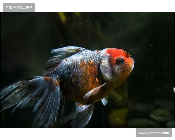 戴资颖台湾宠物展览亮相 展示可爱宠物鱼与粉丝互动温馨瞬间